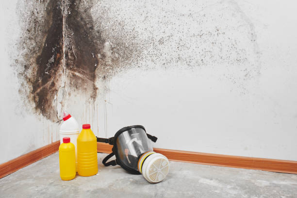 Mold Removal and Inspection in Glenview, IL