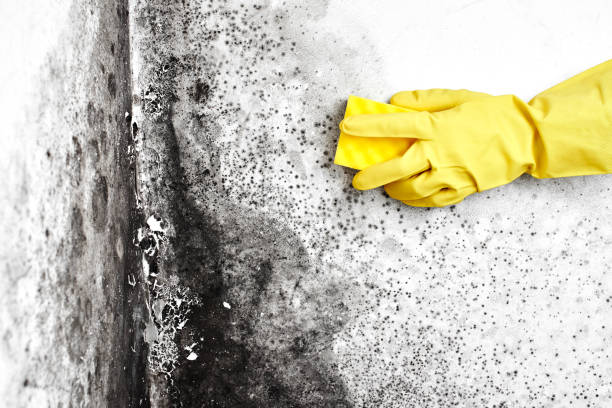 Best Black Mold Removal  in Glenview, IL