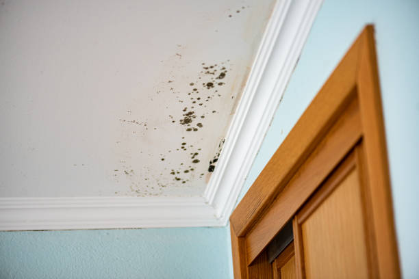 Best Toxic Mold Removal  in Glenview, IL
