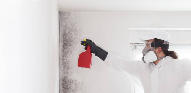 Office Mold Removal Services in Glenview, IL
