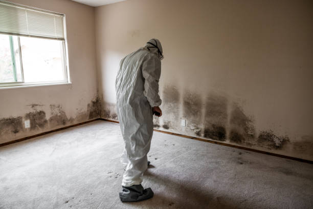 Best Residential Mold Removal  in Glenview, IL