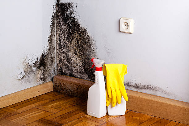 Mold Removal Process in Glenview, IL