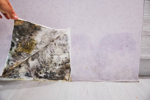 Best Home Mold Removal  in Glenview, IL